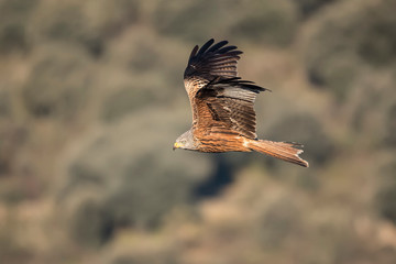 Raptor red kite in flight with blur background