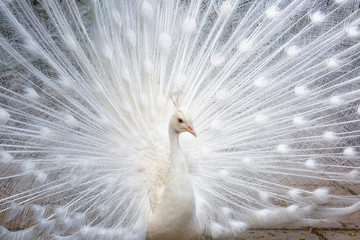 Beautiful white peacock close up
