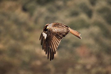 Raptor red kite in flight with blur background