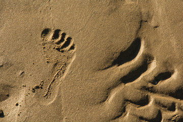 foot print in sand on the sand beach