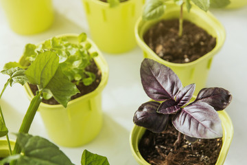 Flower seedlings in green plastic pots. Seedling basil. Sprouts of basil.