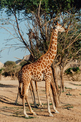 giraffes reaching for leaves in UAE 
