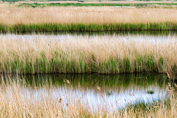 Reeds at Lodmoore Country Park weymouth