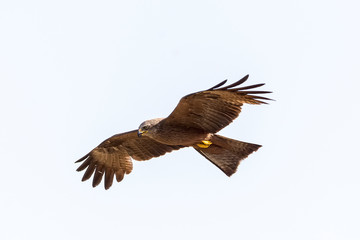 Raptor red kite in flight with white background