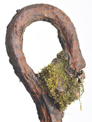 Macro image of a moss covered iron hawser from an abandoned quarry