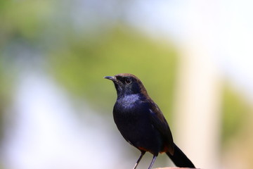 black backed Indian robin bird sitting in nature, bird watching