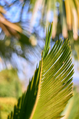 palm leaf with blur background
