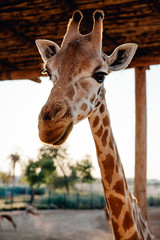 Feeding carrot to giraffe in the zoo
