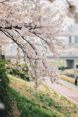 cherry blossom trees