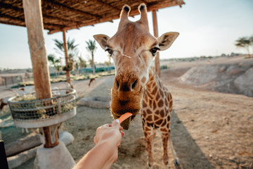 Feeding carrot to giraffe in the zoo
