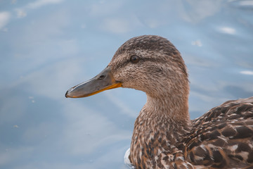 One brown wild duck by the water, in the water, on the Bank, in the grass