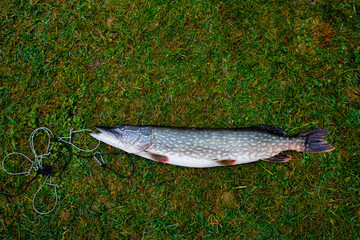 Summer still Life with pike on the grass.
