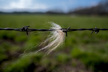 a piece of a cow's fur hanging in barbed wire