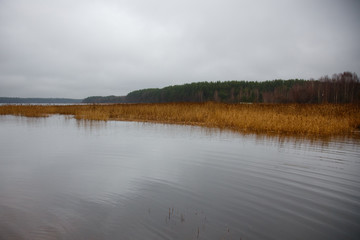 Autumn landscape with a lake in the morning fog, reeds and trees in the background
