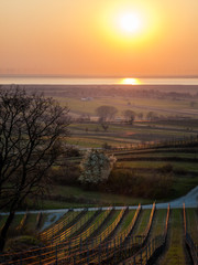 Sunrise at the vineyard hills of Burgenland