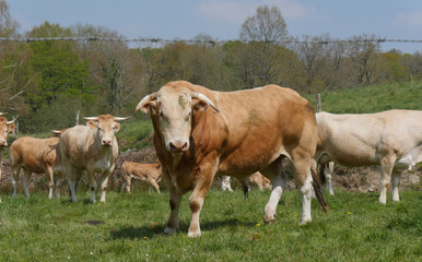 Fototapeta na wymiar limousine bull with cows in the meadow