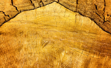 Top view of cut sawn tree with curly edges. Closeup log with ann