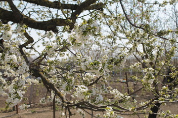 tree in bloom