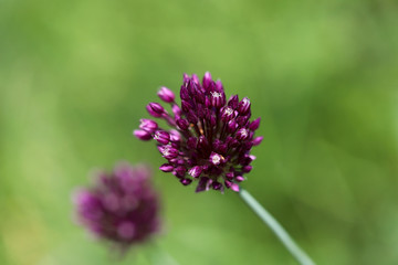 Obraz premium Blurred floral background. Burgundy wild onion flower on a green background. Side view of wild flowers. Horizontal, close-up, place for text. Concept of nature and ecology.