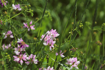 Floral background. Pink wildflowers in the meadow. Side view of delicate pink wild flowers. Horizontal, close-up, place for text on the right. Concept of nature and ecology.