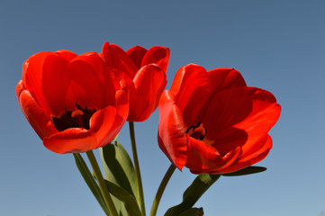 His Majesty the Tulip in all its glory, on a clear spring day.