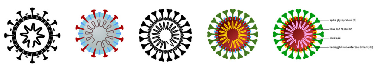 Coronavirus (covid-19 disease) drawing with structure explained, black, white and colour versions