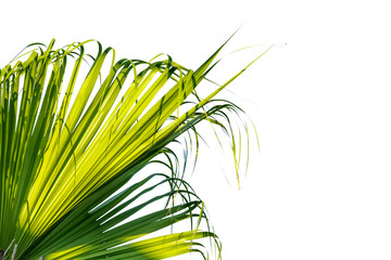 palm tree leaves on white background
