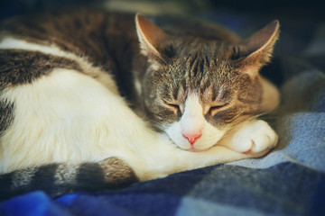 A domestic tabby mongrel cat sleeps curled up on a soft plaid blanket. Home comfort.