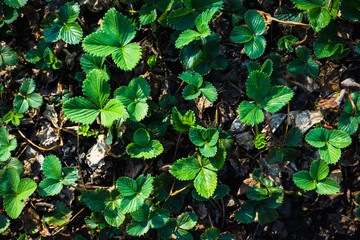 Strawberry plant in the garden. Selective focus.