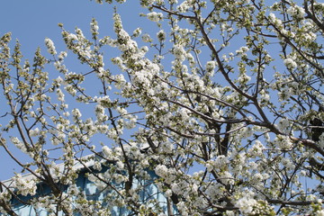 tree in bloom