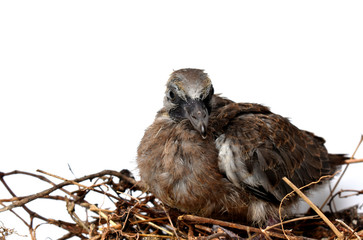 The cute little spotted dove or (spilopelia chinensis) or mountain dove or pearl-necked dove or lace-necked dove or spotted turtle-dove lying in a nest on a white background.