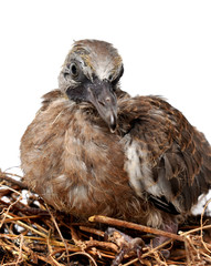 The cute little spotted dove or (spilopelia chinensis) or mountain dove or pearl-necked dove or lace-necked dove or spotted turtle-dove lying in a nest on a white background.