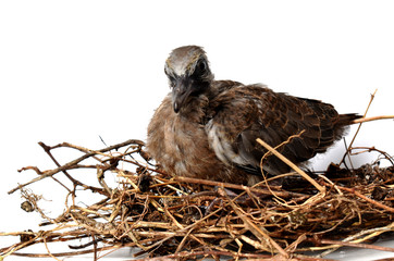 The cute little spotted dove or (spilopelia chinensis) or mountain dove or pearl-necked dove or lace-necked dove or spotted turtle-dove lying in a nest on a white background.