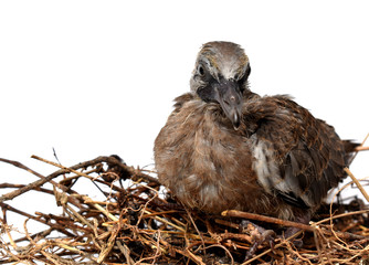 The cute little spotted dove or (spilopelia chinensis) or mountain dove or pearl-necked dove or lace-necked dove or spotted turtle-dove lying in a nest on a white background.