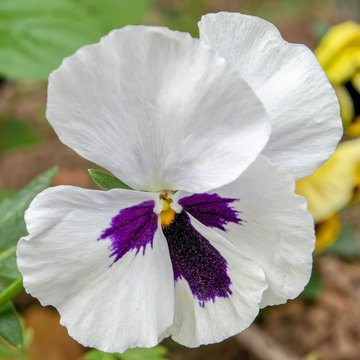 white and violet colored pancy flower close up in the garden