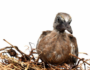 The cute little spotted dove or (spilopelia chinensis) or mountain dove or pearl-necked dove or...
