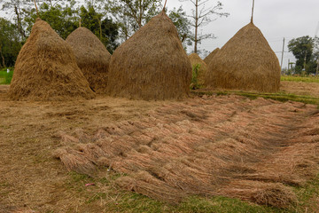 Rural landscape with haystack at Chitwan in Nepal