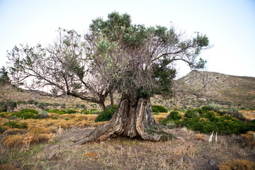 olive tree 