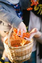 Autumn composition, acorns and oak leaves, yellow berries in a wicker basket. children hands