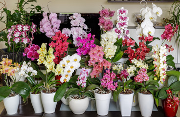 Fototapeta na wymiar Display of lush home multicolored flowering different varieties phalaenopsis orchids. House plants