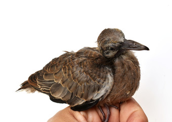The cute little spotted dove or (spilopelia chinensis) or mountain dove or pearl-necked dove or lace-necked dove or spotted turtle-dove and a gentle left hand on a white background.