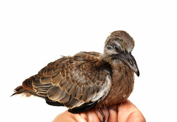 The cute little spotted dove or (spilopelia chinensis) or mountain dove or pearl-necked dove or lace-necked dove or spotted turtle-dove and a gentle left hand on a white background.