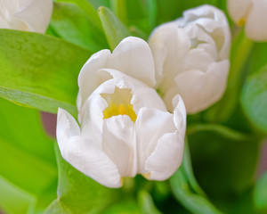 white tulip flowers bouquet close up, natural background