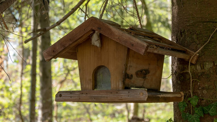 bird house in the forest
