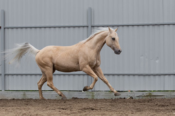 Cremello american quarter horse running in paddock on the sand background