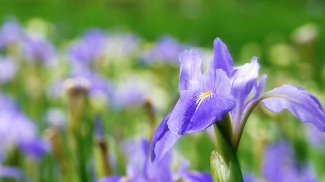 Violet iris flowers (Iris germanica) on blurred green natural garden background