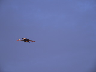  White stork (Ciconia ciconia) and surrounding countryside