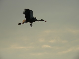  White stork (Ciconia ciconia) and surrounding countryside