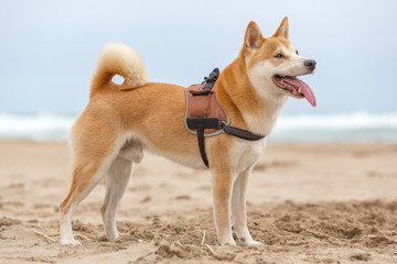 A shiba inu dog with a harness standing on the sand of the beach while paying attention at something