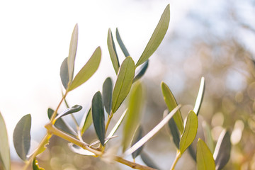 Olive tree branch